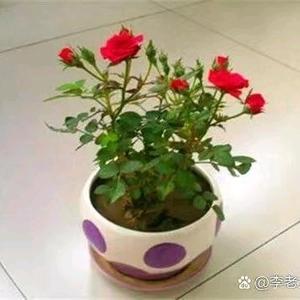 波波影视