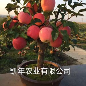 凯年农业果树盆景