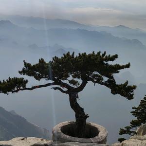 华山萍姐
