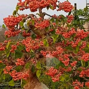 爱花人精品盆景，回收奇桩怪桩老桩坨坨盆景