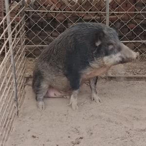 二代野猪养殖基地