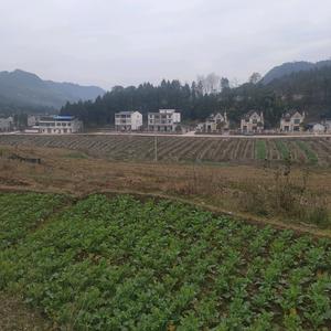 韩雅魑