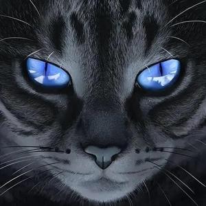 阿猫动物世界