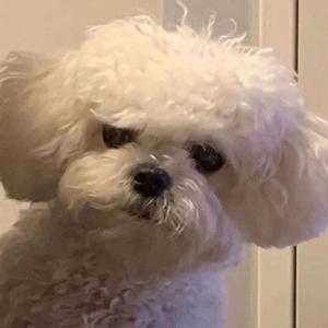 王二狗