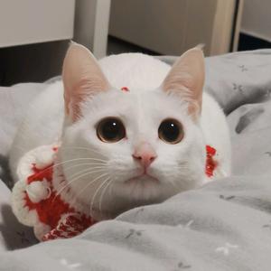 DNF是炸鸡呀丶